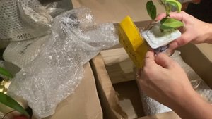 Распаковка и обзор  посылки с растениями