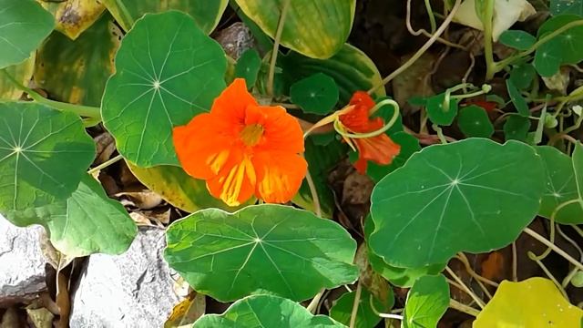 ПОДАРОК ОСЕНИ! ДЕЛЬФИНИУМ ЗАЦВЕЛ! смотреть онлайн