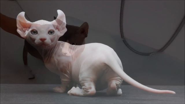 10 САМЫХ ДОРОГИХ КОШЕК В МИРЕ смотреть онлайн