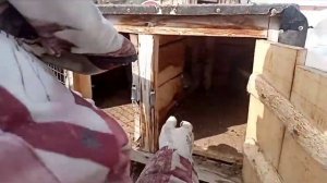 Ушной клещ у кроликов. Лечение и профилактика. #кролики#ушнойклещ#лечение#профилактика#клещ