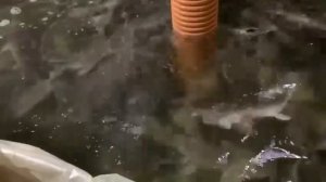 Кормим мраморного сома личинкой мухи чёрная львинка. УЗВ