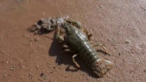 Где раки зимуют