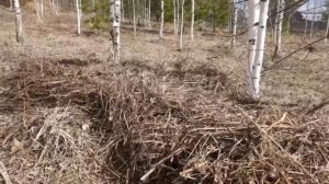 Как выращивать много огурцов Необычный способ