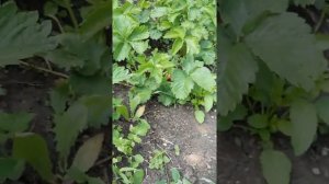 Начало созревания клубники (сорт Эльвира)