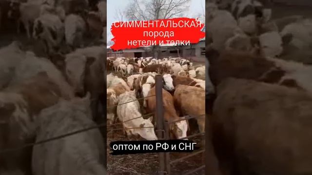 Продажа порода Симментал. #симментал