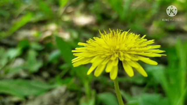 Шахритуз уч Янгиобод боги 2021 смотреть онлайн