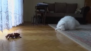Кот и игрушечный паук