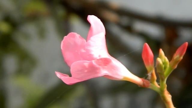 nikon coolpix L310 vedio test autofocus смотреть онлайн