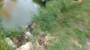 Пруд на даче 2020 (часть 1) - общие сведения, рыба в пруду на участке