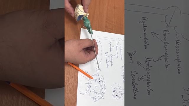 продолговатый мозг, мост(рисунки)+мозжечок смотреть онлайн