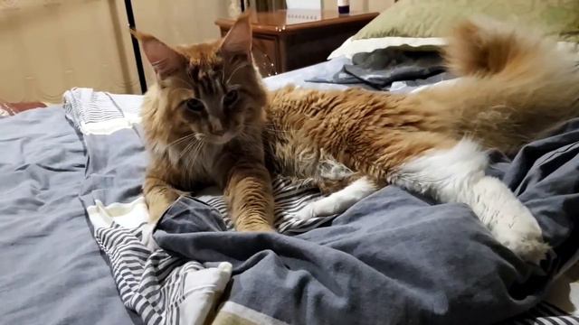 Кот Босс мейн-кун готовится спать(переменает лапки) #кот#котки#Босс#мейнкун#переменаетлапки#лапки смотреть онлайн