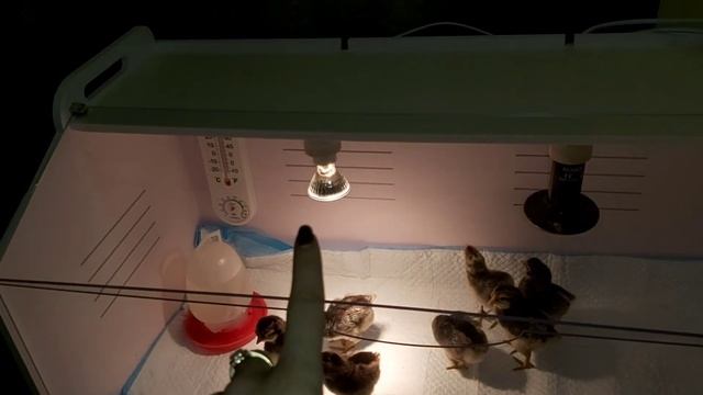 Это просто супер дом для Цыплят , дети сразу уснули в новом брудере, у нас теперь есть аквариум смотреть онлайн