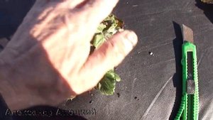 Замена агроволокна на клубнике/ Это очень просто/