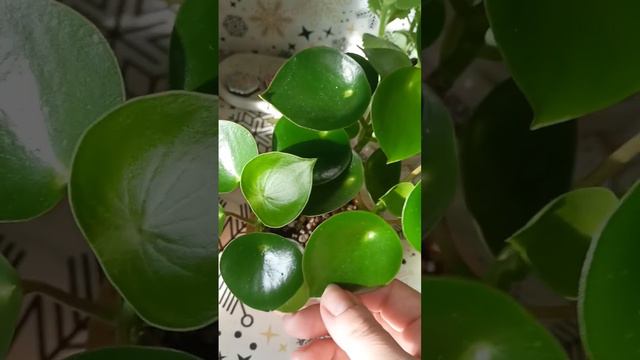 здравствуйте)) #юмор #комнатныерастения #plants #приколы #доброеутро #сингониум #монстера #цветы