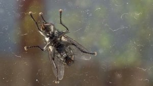 Зачем муха трет лапки?