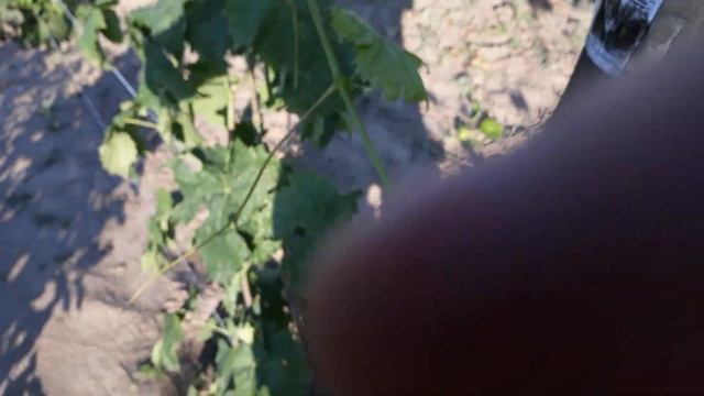 Усы на виноградной лозе! Что с ними делать? смотреть онлайн