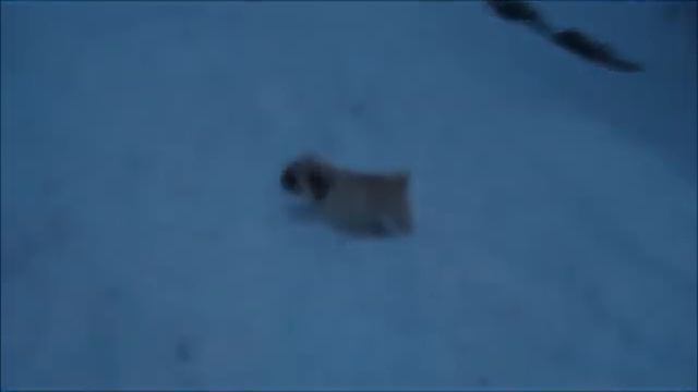 и собаки рады снегу... смотреть онлайн