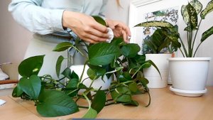 Первый влог о моих комнатных растениях ? сциндапусус и черенкование
#комнатныерастения