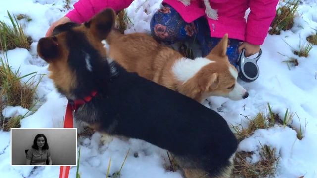 КАК ВЫБРАТЬ ЩЕНКА ВЕЛЬШ КОРГИ ПЕМБРОК? смотреть онлайн