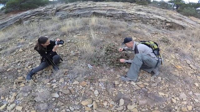 Мастер-класс по сбору кактуса опунция. смотреть онлайн