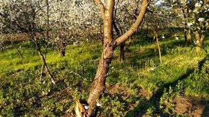 ЗАБРОШЕННАЯ ДАЧА в процессе благоустройства. Шикарный вишнёвый сад. Посадка огурцов.mp4