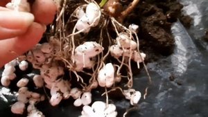 Зефирантес. Выскочка. Пересадка.