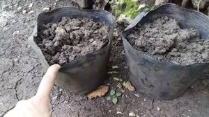 How to grow croton plant from cuttings