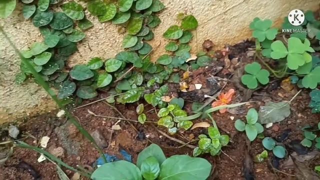 Creeping fig / Ficus pumila / Wall climbing plant/ Green wall plants