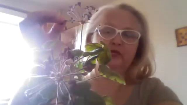 Герань зональная смотреть онлайн