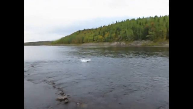 Ловля семги на "Кольском" смотреть онлайн