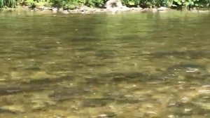 Нерест на реке Фирсовка. Сахалин