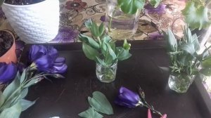 Укоренение эустомы. Черенкование эустомы