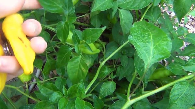 AUGUST GARDEN UPDATE! | Rare and Heirloom Varieties! смотреть онлайн