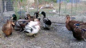 Выпуск "В мире животных": руанские утки-подушки, утки-сумоистки.