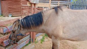 готовим молодого жеребца к кастрации