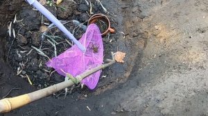 Спасаем лягушек на даче!