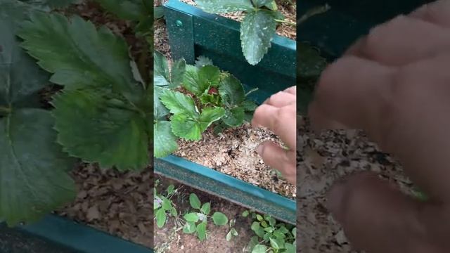 Круглые грядки от мужа. 14 июня 2022 г. смотреть онлайн