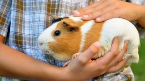 11 февраля / Как радуются морские свинки?