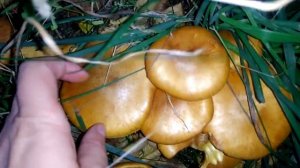 редкий гриб земляная звезда на муравейнике, осенний сбор, молодой боровик