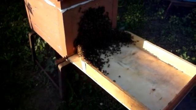 сходни на пасеке смотреть онлайн