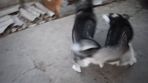 Siberian Huskies Fighting / Сибирские Хаски Дерутся