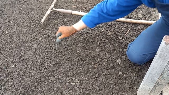 Подготовка почвы для рассады томатов, перца Как подготовить землю для посадки баклажан своими рукам