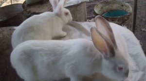 Кролики великаны Ризен профилактика