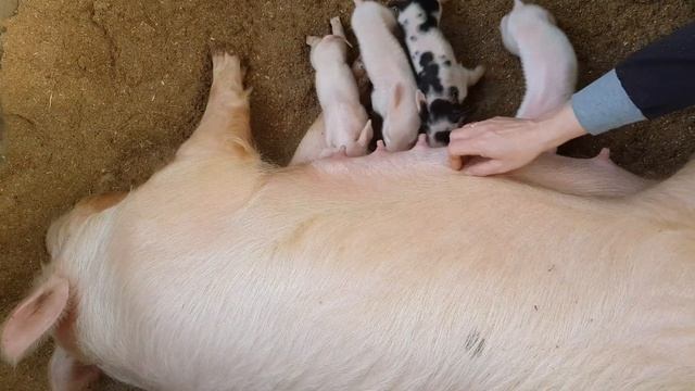 Как сохранить поросят , свиноматка неадекватна 2 часть !!! смотреть онлайн