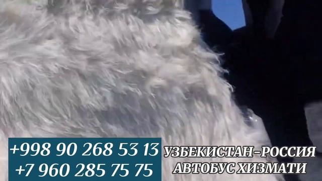 Ташкент Красноярск автобус Ташкент Москва автобус