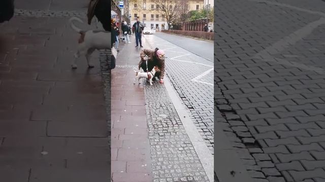 Хозяин убирает за своей собачкой после замечания Польша 10.11.23 The owner cleans up after his dog