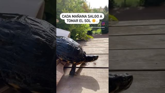 Испанский язык с черепахой для начинающих смотреть онлайн