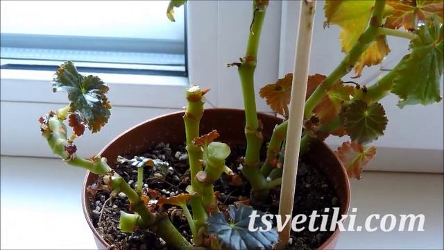 Бегонии элатиор: обрезка смотреть онлайн