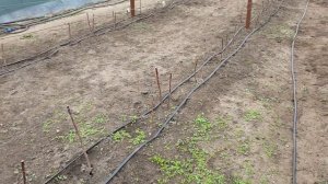 Высаживаем малину ЭНРОСАДИРА. СУПЕР СОРТ!