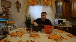 Кипарисовик Лавсона Элвуди, что с ним делать, как спасти.